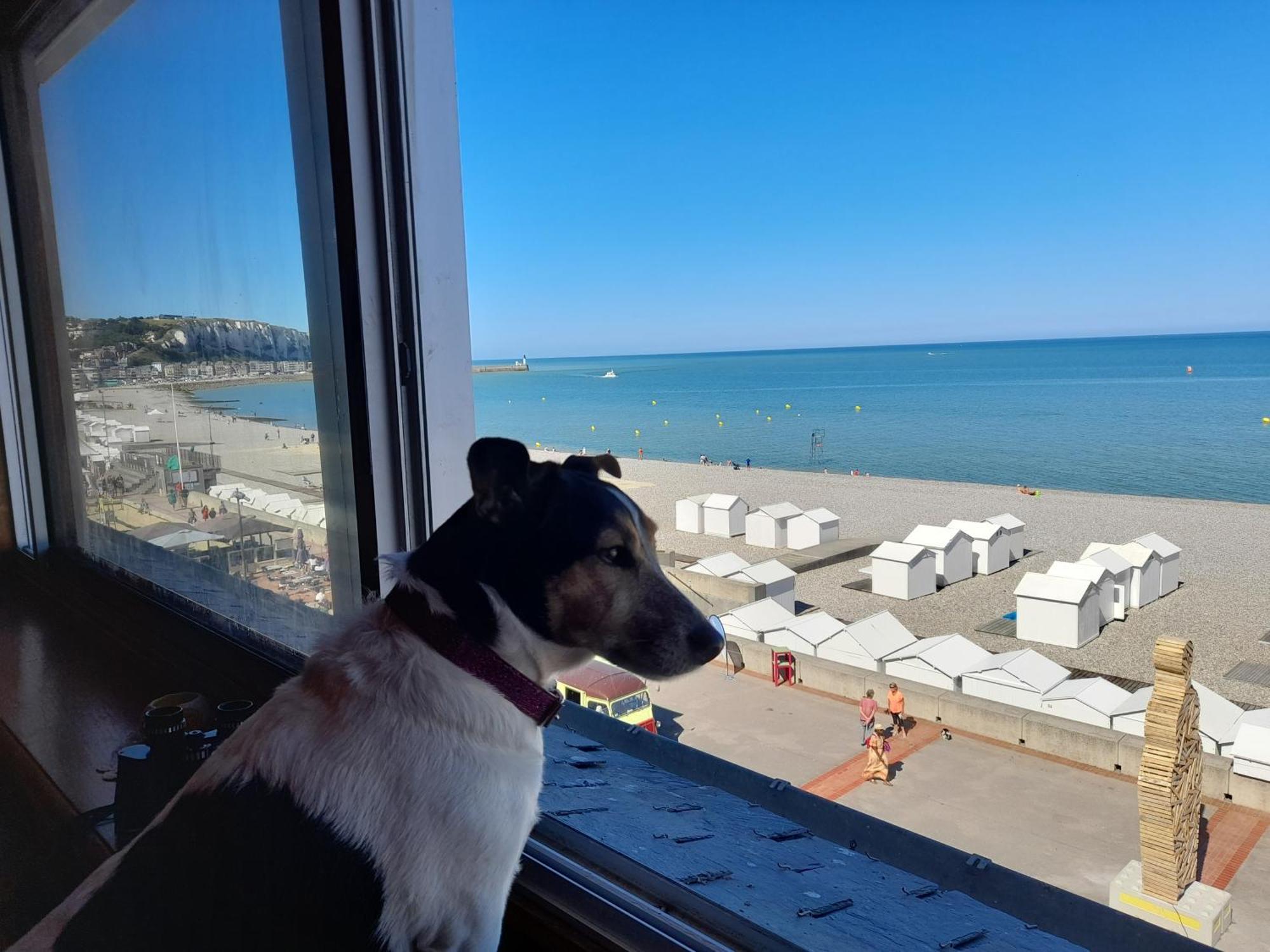 "Le Juguili" 46M2 En Front De Mer - 4 Personnes - Animaux Ok - Entierement Renove - Haut De Gamme - Wifi Mers-les-Bains Exterior foto